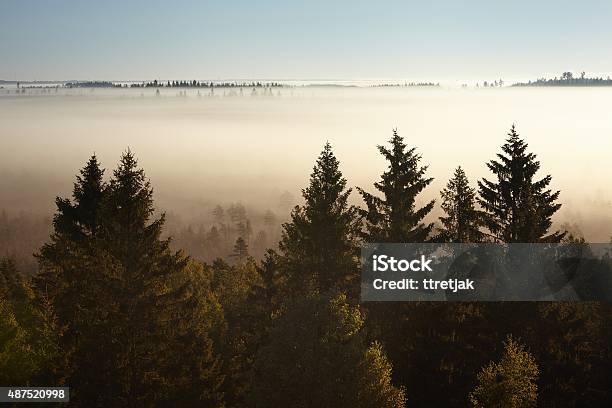 Trees On A Foggy Morning Stock Photo - Download Image Now - 2015, Autumn, Back Lit