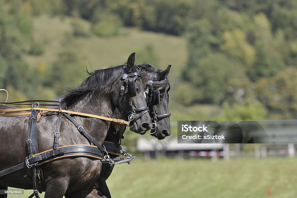 キャリッジ馬 - スペイン乗馬学校のロイヤリティフリーストックフォト