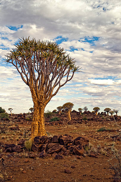 istock Quiver trees in Africa 487521048