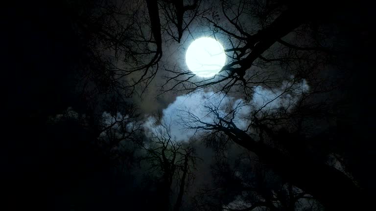 full moon night. trees silhouette. spooky background