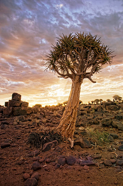 istock Quiver trees in Africa 487521448