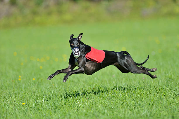 lure coursing greyhound - charty zdjęcia i obrazy z banku zdjęć