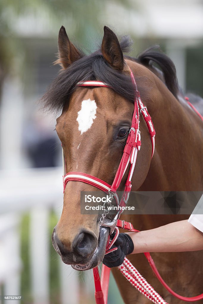 Horse Horse head Animal Stock Photo