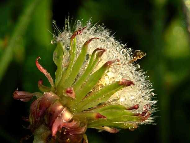 dew drop flower #2 puff and the drops lighten by the sunset puff ball gown stock pictures, royalty-free photos & images