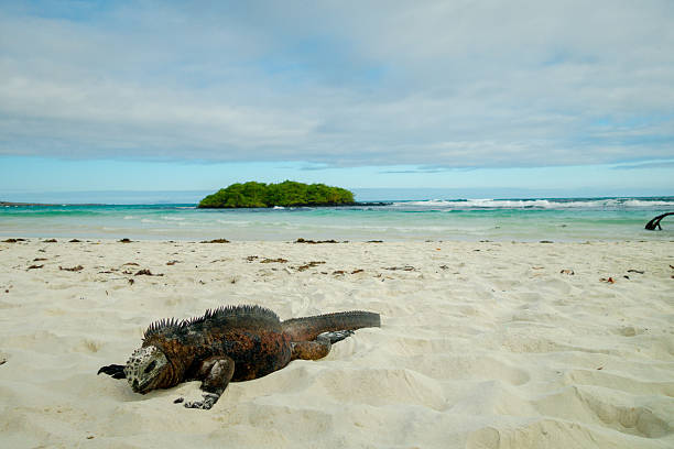 istock iguanas relaxing by the beach in santa cruz galapagos 487522012