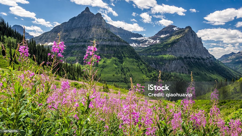 Garden Wall in Glacier National Park Garden Wall with flowers at the forefront and glaciers as backdrop under blue sky in Glacier National Park, MT, USA. US Glacier National Park Stock Photo