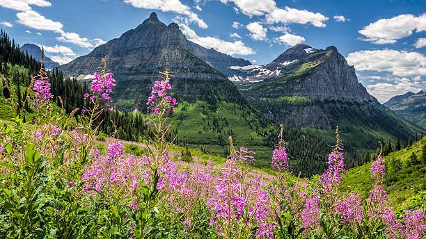 сад стены в национальный парк глейшер - montana british columbia glacier national park mountain mountain range стоковые фото и изображения