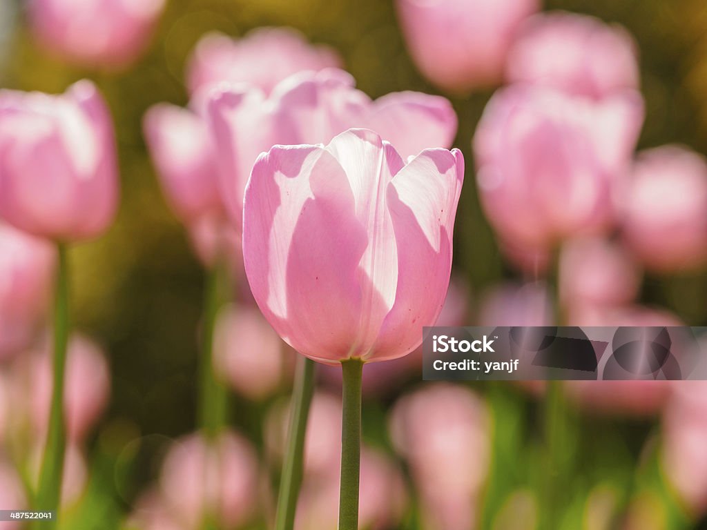 Spring flowers series, pink tulips Spring flowers series, pink tulips against strong sun shine with the amazing transparent petals Agricultural Field Stock Photo