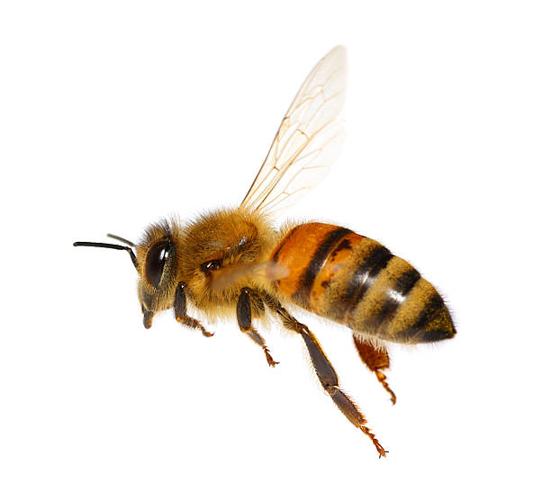 fliegende biene - biene stock-fotos und bilder