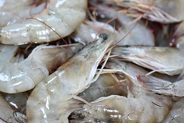 istock Close up of raw shrimps. 487523313