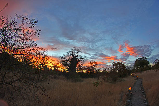 A beautiful sunset behind an old Baobab Tree near Gweta.