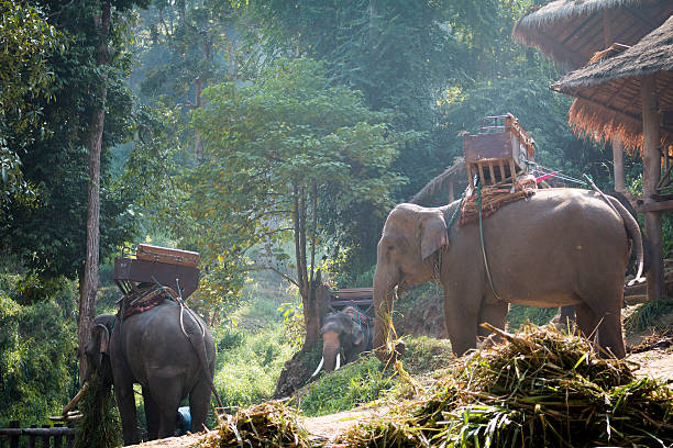 Large elephants eating grass near the cottage stock photo