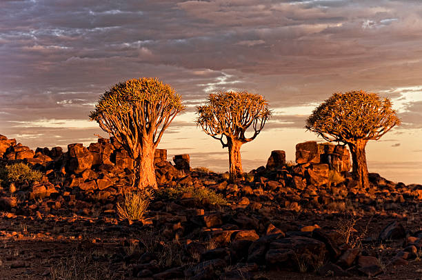 istock Quiver trees in Africa 487524438