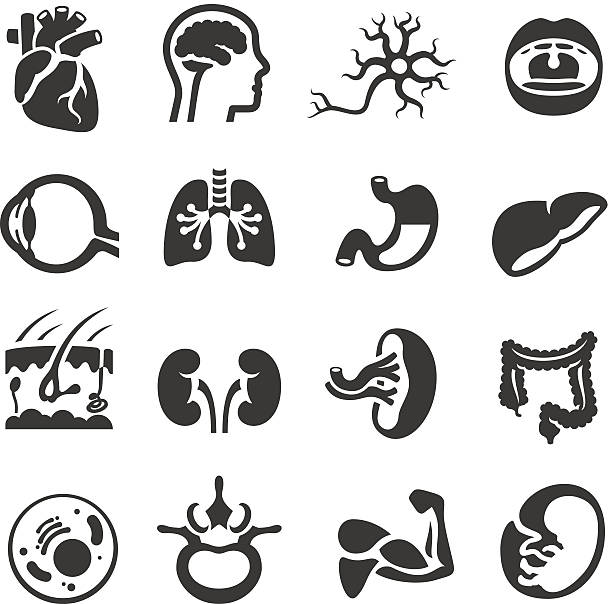 menschliche körper-icons - menschlicher dickdarm stock-grafiken, -clipart, -cartoons und -symbole