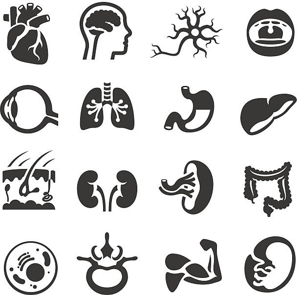 Human Body Icons Set of human internal organ icons. nerve cell illustrations stock illustrations