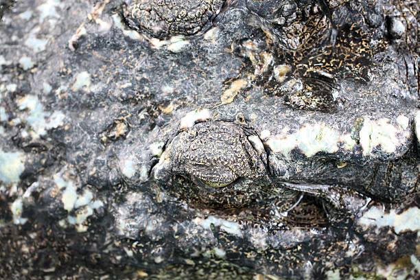 istock Texture of head crocodile skin. 487525171