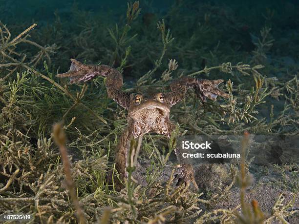 Toad 바닷속이 Vierwaldstättersee Switzerland 4월에 대한 스톡 사진 및 기타 이미지