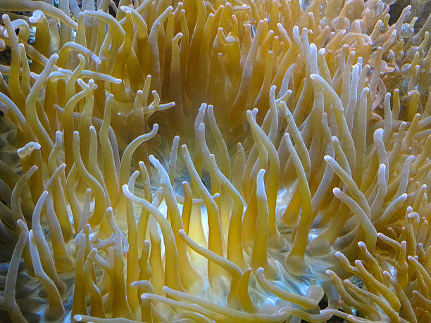 Image of branching, long tentacle anemone coral, marine fish tank Photo showing a branching, long tentacle anemone (Latin: Macrodactyla doreensis) that is living in a landscaped marine aquarium with lots of live rock and real living coral. macrodactyla doreensis stock pictures, royalty-free photos & images