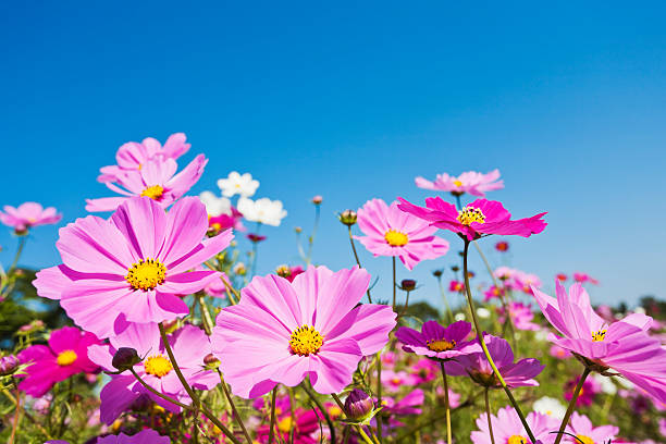 Colorful Cosmos Flowers Against Clear Blue Sky