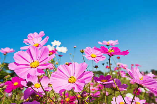 Clipped to banner size of cosmos flowerbed image.
