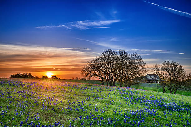 texas bluebonnet feld bei sonnenaufgang - landscape tree field flower stock-fotos und bilder