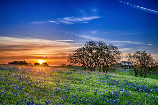 Texas bluebonnet field at sunrise Texas bluebonnet spring wildflower field at sunrise lupine flower photos stock pictures, royalty-free photos & images