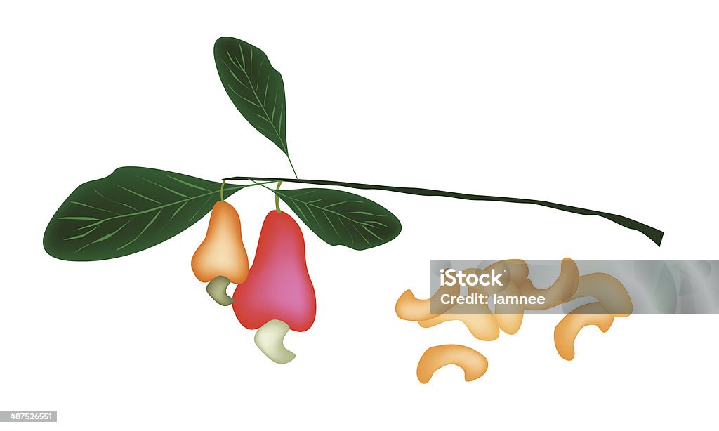 Свежие спелые кешью орех на дерево - Векторная графика Белый фон роялти-фри