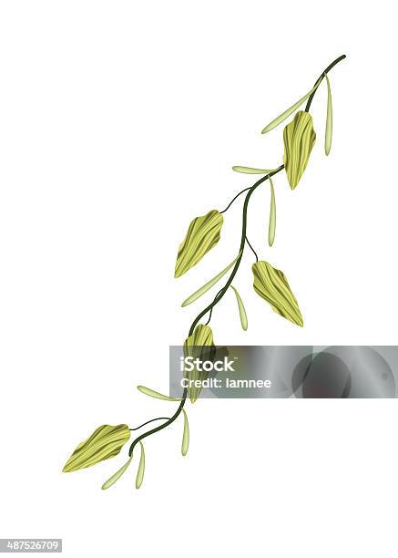 Fresh Cardamom Plant On White Background Stock Illustration - Download Image Now - Aromatherapy, Brown, Cardamom