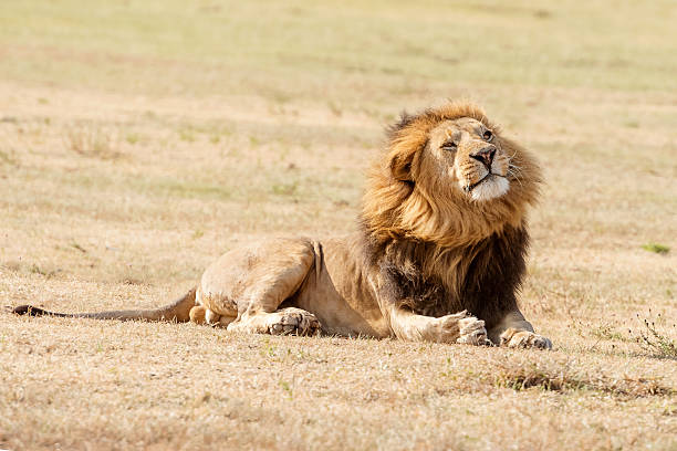 istock Lion  in Serengeti 487527394