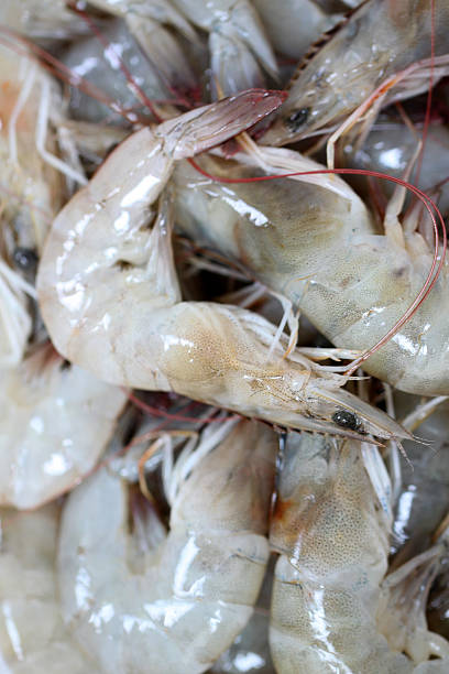 istock Close up of raw shrimps. 487527573
