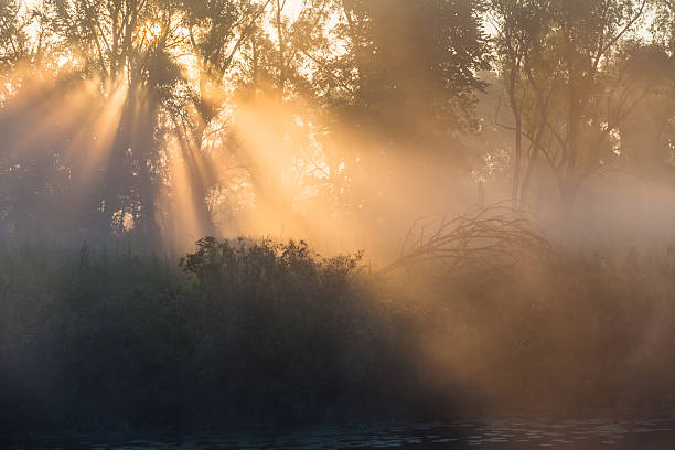istock summer landscape dense fog in the oak grove 487527576