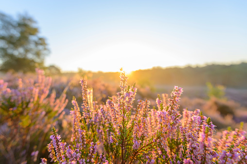 Sunrise with ground fog over Blossoming Heather plants in a nature reserve in summer. Photo shot directly into the sunlight with limited depth of field.