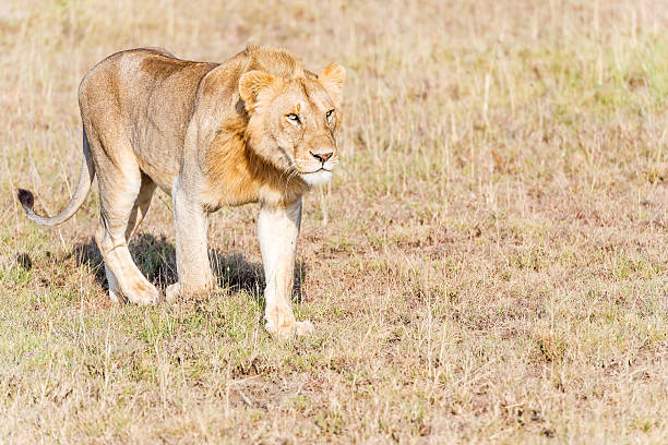 istock Lion  in Serengeti 487527746