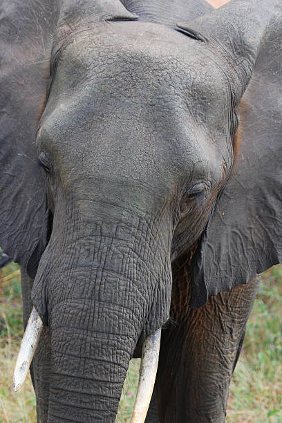 istock Botswana: Close up of Elephant in Chobe National Park 487527845