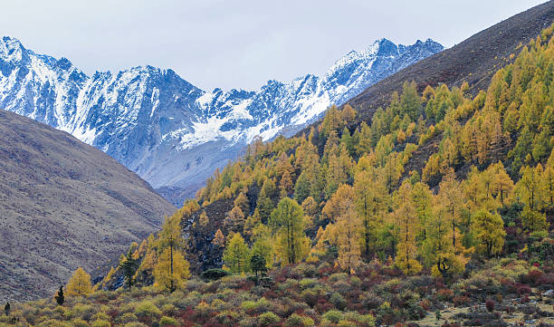 vista para montanhas altas em sichuan - huanglong - fotografias e filmes do acervo