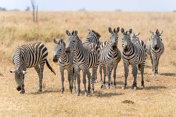 istock Zebras in Serengeti National Park 487530638