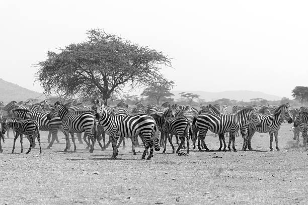 istock Zebras in Serengeti National Park 487530640