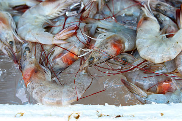 istock pile of fresh shrimps 487531192