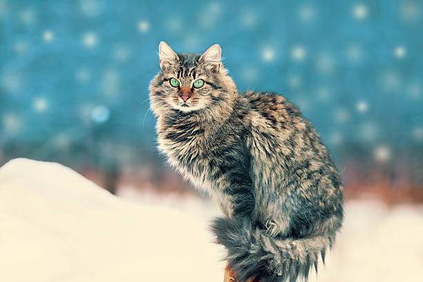 istock Siberian cat siting outdoors in winter at snowfall 487531540