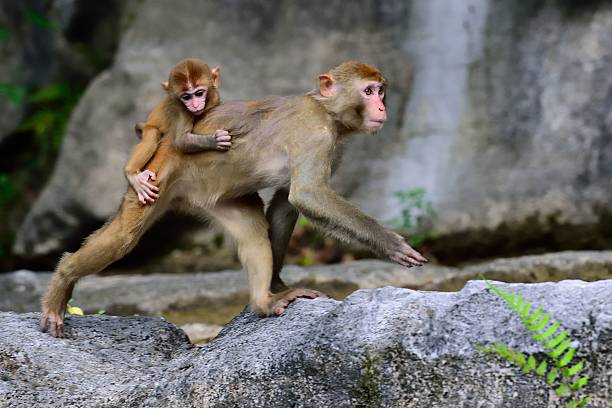 istock Walking female monkey with its baby 07 487531714