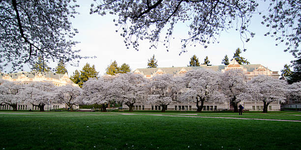 istock Bench in Quad of UW campus, during cherry blossom 487533045