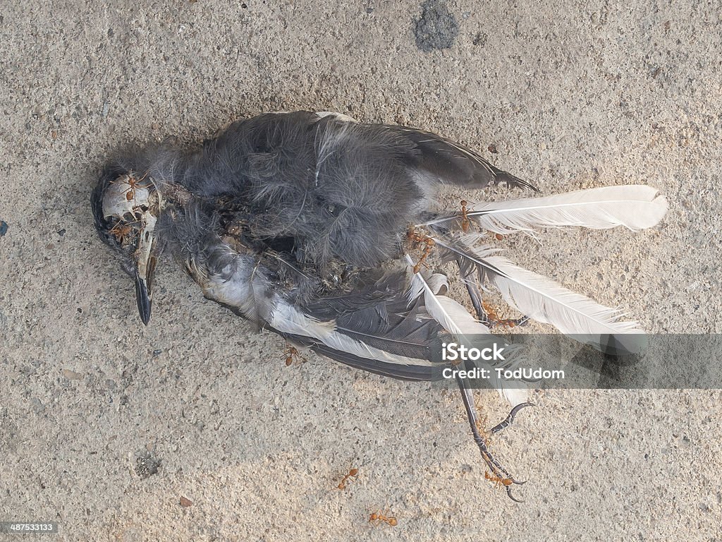 Dead bird. A mummified bird corpse on cement floor. Animal Bone Stock Photo