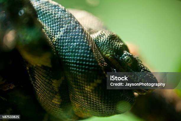 Emerald Tree Boa - zdjęcia stockowe i więcej obrazów Ameryka Południowa - Ameryka Południowa, Anaconda, Anakonda