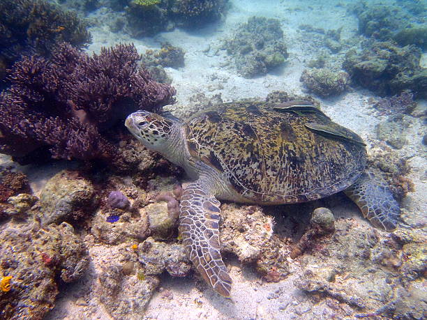 Resting Sea Turtle stock photo