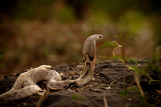 cobra close up shot of cobra hood snake hood stock pictures, royalty-free photos & images