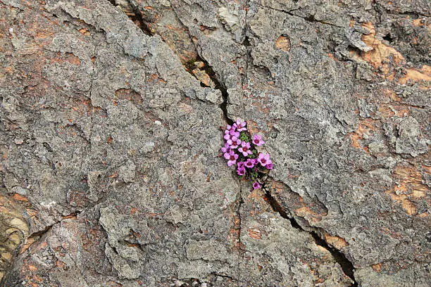 Photo of Purple saxifrage