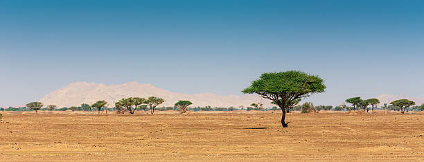deserto da arábia - sandscape imagens e fotografias de stock