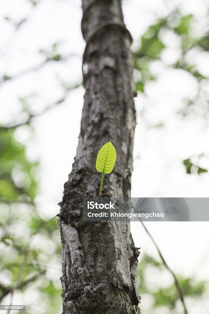 Spring leaves Fresh green spring leaves with translucent light coming through the leaves Beauty In Nature Stock Photo