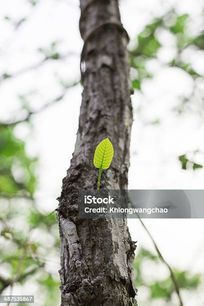 Spring Leaves Stock Photo - Download Image Now - Beauty In Nature, Beech Tree, Branch - Plant Part