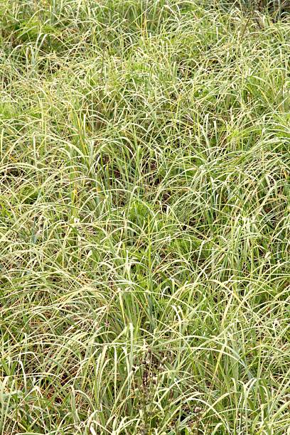 istock Abstract View Of Seagrass Near The Beach 487535988